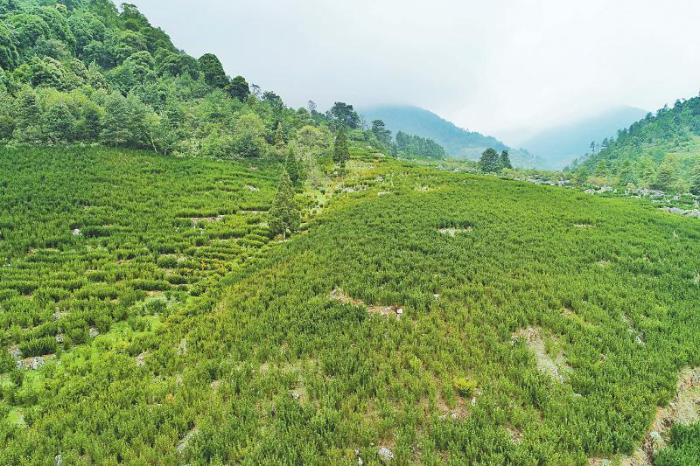 让红豆杉变成大凉山的“摇钱树”