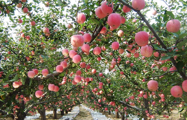武汉苹果树销售